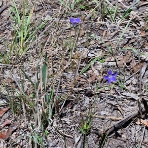 Wahlenbergia capillaris at Lerida, NSW - 17 Jan 2025