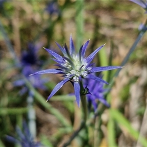 Eryngium ovinum (Blue Devil) at Lerida, NSW by trevorpreston