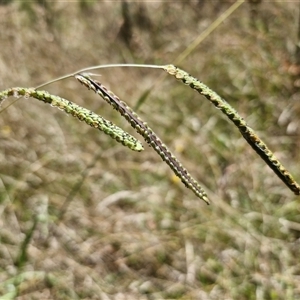 Paspalum dilatatum (Paspalum) at Lerida, NSW by trevorpreston