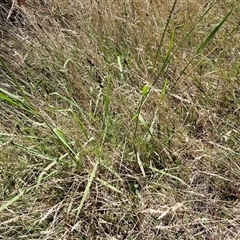 Paspalum dilatatum at Lerida, NSW - 17 Jan 2025 12:04 PM