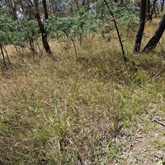 Paspalum dilatatum at Lerida, NSW - 17 Jan 2025 12:04 PM