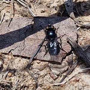 Unidentified True fly (Diptera) at Lerida, NSW by trevorpreston