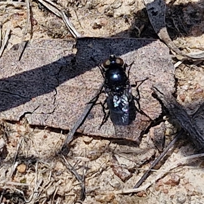 Unidentified True fly (Diptera) at Lerida, NSW - 17 Jan 2025 by trevorpreston