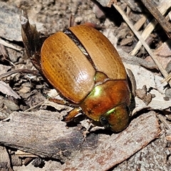 Anoplognathus brunnipennis (Green-tailed Christmas beetle) at Lerida, NSW - 17 Jan 2025 by trevorpreston