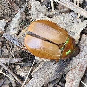 Anoplognathus brunnipennis at Lerida, NSW - 17 Jan 2025