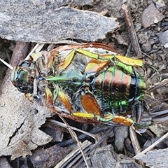 Anoplognathus brunnipennis at Lerida, NSW - 17 Jan 2025