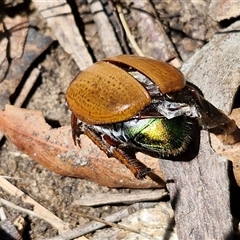 Anoplognathus brunnipennis at Lerida, NSW - 17 Jan 2025