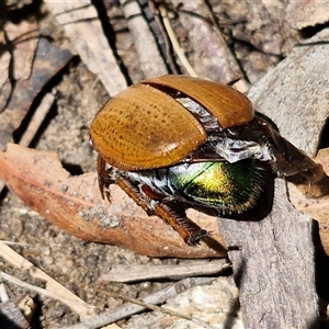 Anoplognathus brunnipennis at Lerida, NSW - 17 Jan 2025