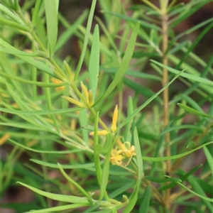 Persoonia mollis (Soft Geebung) at Narrawallee, NSW by Clarel