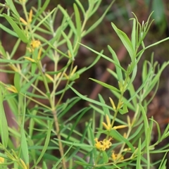 Persoonia mollis at Narrawallee, NSW - 17 Jan 2025 02:17 PM