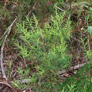 Persoonia mollis at Narrawallee, NSW - 17 Jan 2025 02:17 PM