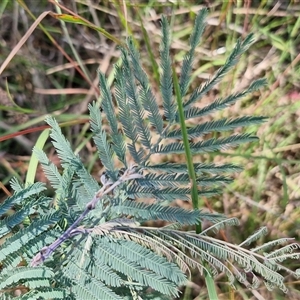 Acacia dealbata subsp. dealbata (Silver Wattle) at Lerida, NSW by trevorpreston