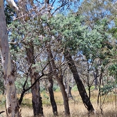 Acacia dealbata subsp. dealbata at Lerida, NSW - 17 Jan 2025 11:57 AM