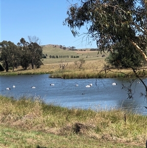 Pelecanus conspicillatus at Dunlop, ACT by ploffskinpluffskin