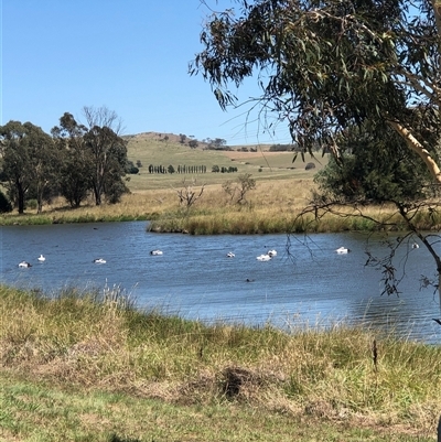 Pelecanus conspicillatus (Australian Pelican) at Dunlop, ACT - 17 Jan 2025 by ploffskinpluffskin