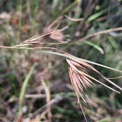 Themeda triandra (Kangaroo Grass) at Lerida, NSW - 17 Jan 2025 by trevorpreston