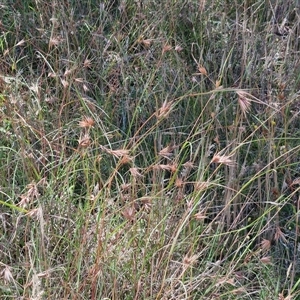 Themeda triandra at Lerida, NSW - 17 Jan 2025 11:56 AM