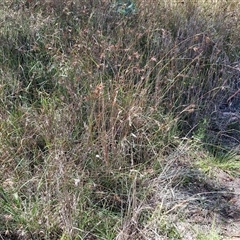 Themeda triandra at Lerida, NSW - 17 Jan 2025 11:56 AM