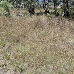 Themeda triandra at Lerida, NSW - 17 Jan 2025 11:56 AM