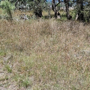 Themeda triandra at Lerida, NSW - 17 Jan 2025 11:56 AM