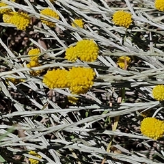 Calocephalus citreus (Lemon Beauty Heads) at Lerida, NSW - 17 Jan 2025 by trevorpreston