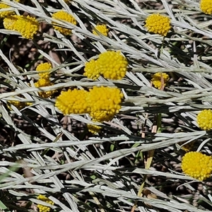 Calocephalus citreus (Lemon Beauty Heads) at Lerida, NSW by trevorpreston