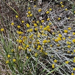 Calocephalus citreus at Lerida, NSW - 17 Jan 2025