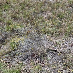 Calocephalus citreus at Lerida, NSW - 17 Jan 2025