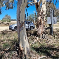 Eucalyptus rubida (Candlebark) at Lerida, NSW - 17 Jan 2025 by trevorpreston