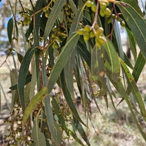 Eucalyptus rubida at Lerida, NSW - 17 Jan 2025 11:52 AM