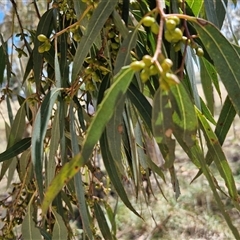 Eucalyptus rubida at Lerida, NSW - 17 Jan 2025 11:52 AM