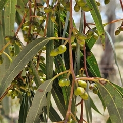 Eucalyptus rubida at Lerida, NSW - 17 Jan 2025 11:52 AM