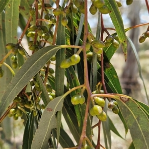 Eucalyptus rubida at Lerida, NSW - 17 Jan 2025 11:52 AM