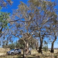 Eucalyptus rubida at Lerida, NSW - 17 Jan 2025 11:52 AM