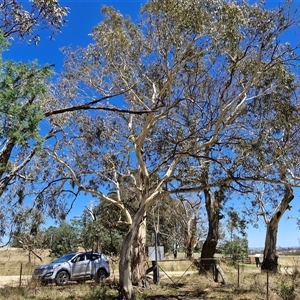 Eucalyptus rubida at Lerida, NSW - 17 Jan 2025 11:52 AM