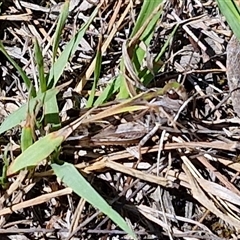 Oedaleus australis (Australian Oedaleus) at Wollogorang, NSW - 17 Jan 2025 by trevorpreston