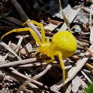 Thomisus spectabilis at Wollogorang, NSW - 17 Jan 2025 10:49 AM