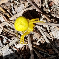 Thomisus spectabilis at Wollogorang, NSW - 17 Jan 2025 10:49 AM