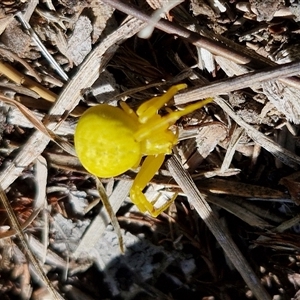 Thomisus spectabilis at Wollogorang, NSW - 17 Jan 2025 10:49 AM