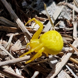 Thomisus spectabilis at Wollogorang, NSW - 17 Jan 2025 10:49 AM