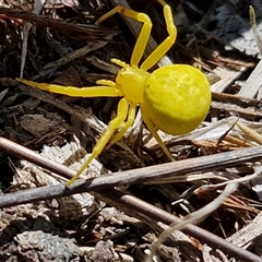 Thomisus spectabilis at Wollogorang, NSW - 17 Jan 2025 10:49 AM