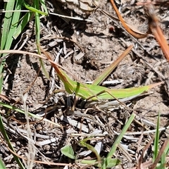 Acrida conica (Giant green slantface) at Wollogorang, NSW - 17 Jan 2025 by trevorpreston