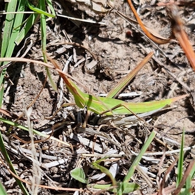 Acrida conica (Giant green slantface) at Wollogorang, NSW - 16 Jan 2025 by trevorpreston