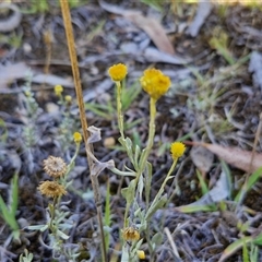 Chrysocephalum apiculatum (Common Everlasting) at Wollogorang, NSW - 16 Jan 2025 by trevorpreston