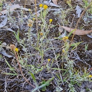 Chrysocephalum apiculatum at Wollogorang, NSW - 17 Jan 2025 10:26 AM