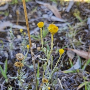 Chrysocephalum apiculatum at Wollogorang, NSW - 17 Jan 2025 10:26 AM