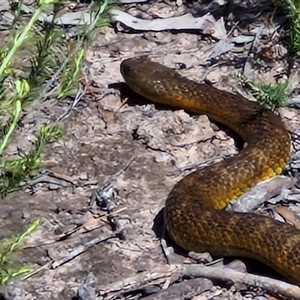 Notechis scutatus (Tiger Snake) at Wollogorang, NSW by trevorpreston