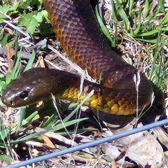 Notechis scutatus (Tiger Snake) at Wollogorang, NSW - 16 Jan 2025 by trevorpreston