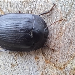 Pterohelaeus planus at Brownlow Hill, NSW - 13 Jan 2025 by RandallG