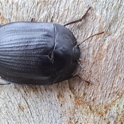 Pterohelaeus planus at Brownlow Hill, NSW - 13 Jan 2025 by RandallG